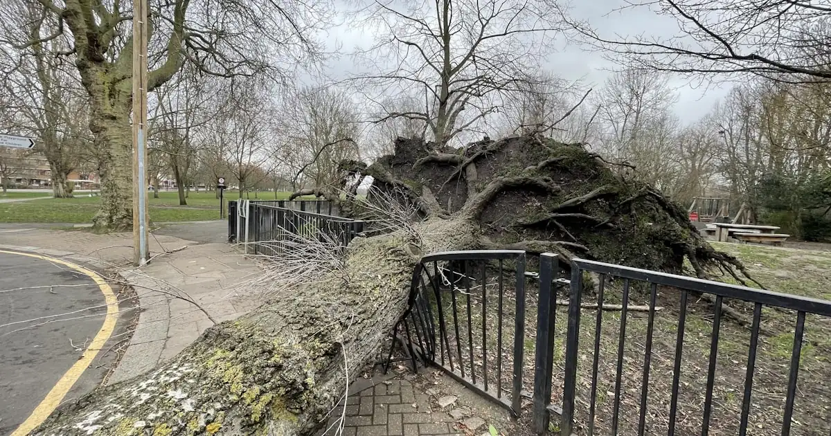 A large fallen tree leaning across a residential fence after a major windstorm, showing typical curbside storm-debris cleanup conditions